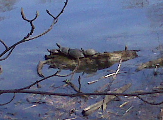 Turtles basking in the sun